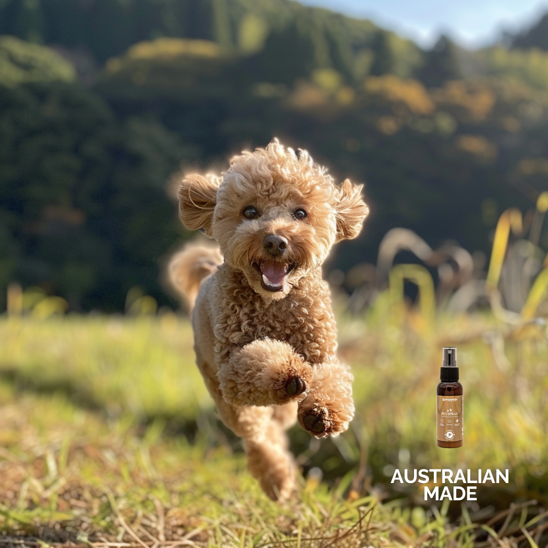 Pet Spray - Hinoki - 100mL/50mL